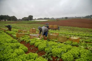 AGRICULTURA