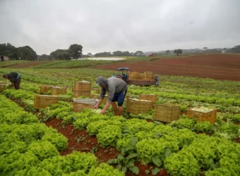 AGRICULTURA